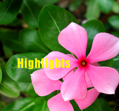Hightlights