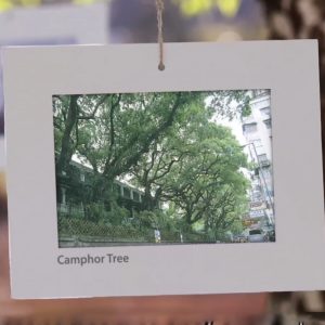 Nature-based Solutions for Cities