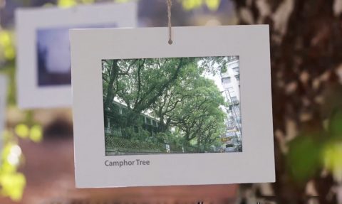 Nature-based Solutions for Cities